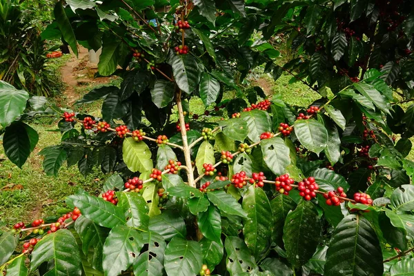 Ağaçta olgunlaşan kahve çekirdekleri.