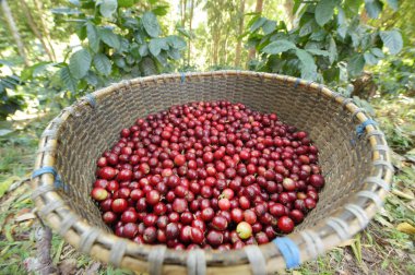 Sepette taze kahve çekirdeği.