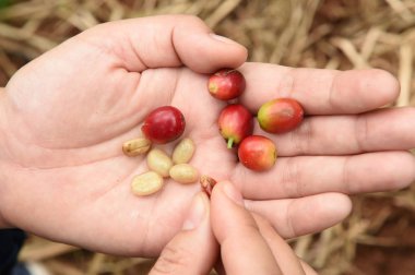 Taze kahve çekirdeği elde