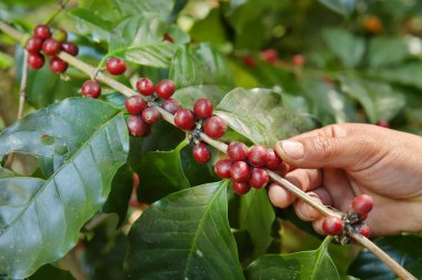Ağaçta olgunlaşan kahve çekirdekleri.