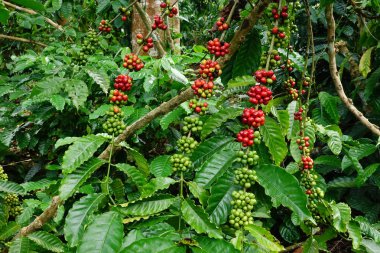 Ağaçta olgunlaşan kahve çekirdekleri.