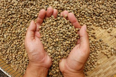 Yeşil kahve çekirdekleri el