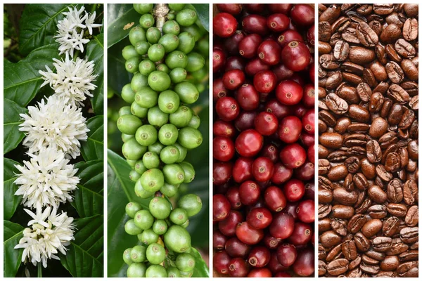 Mix Coffee Beans Coffee Tree Blossom Background — Stock Photo, Image