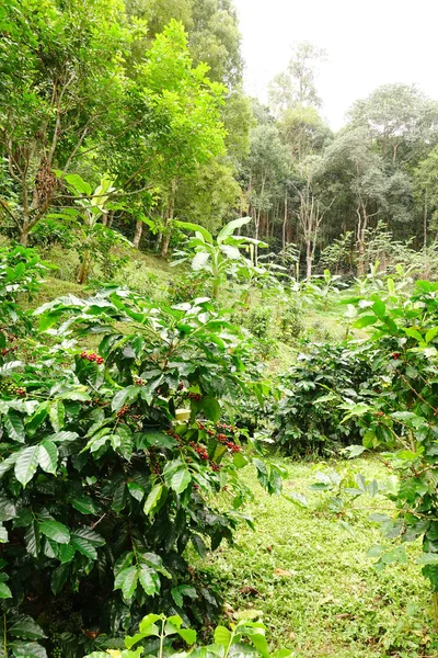 Ağaçta Olgunlaşan Kahve Çekirdekleri — Stok fotoğraf