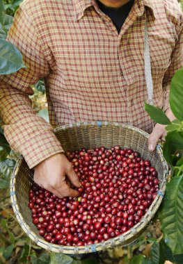 Sepette taze kahve çekirdeği.