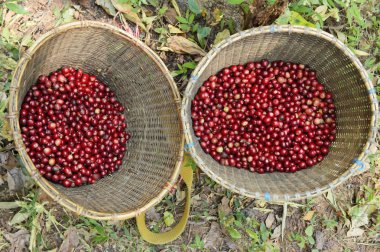 Sepette taze kahve çekirdeği.