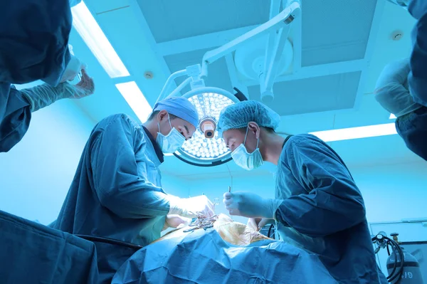 Dois Cirurgia Veterinária Sala Operação Tomar Com Iluminação Arte Filtro — Fotografia de Stock