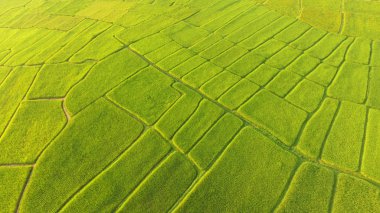 Tayland 'daki güzel pirinç tarlaları.. 