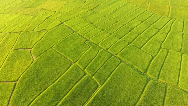 Het Prachtige Landschap Van Rijstvelden Thailand — Stockfoto