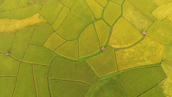 Die Schöne Landschaft Der Reisfelder Thailand — Stockfoto