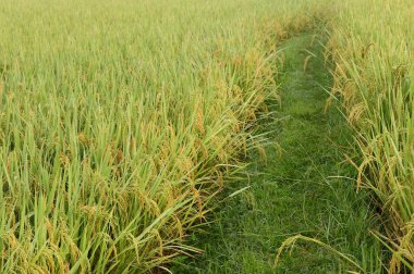 Bir çeltik tarlasında olgunlaşmış pirince yakın plan