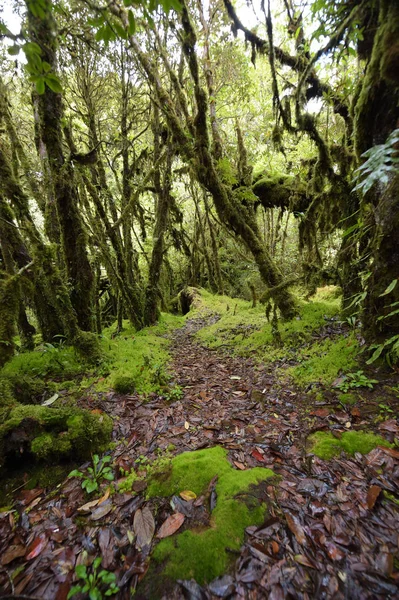 Trädstammar Och Marken Täckt Med Grön Mossa Skogen — Stockfoto