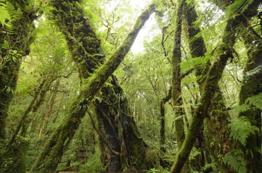 Ormandaki bir ağaçta yosun.