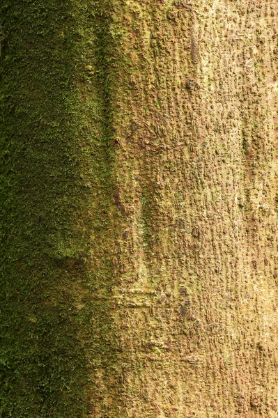 Närbild Textur Trädet Bark Med Mossa — Stockfoto