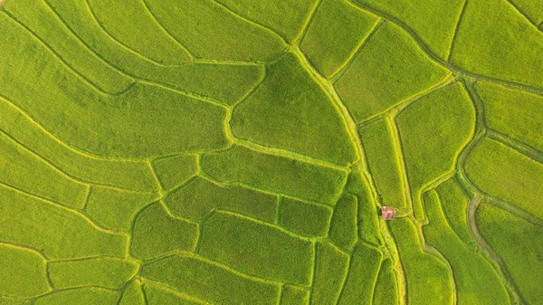 タイの田んぼの美しい風景 — ストック写真
