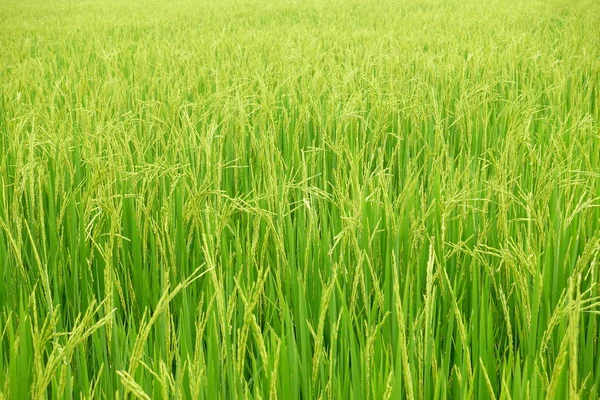Zbliżenie Dojrzewającego Ryżu Polu Ryżowym — Zdjęcie stockowe