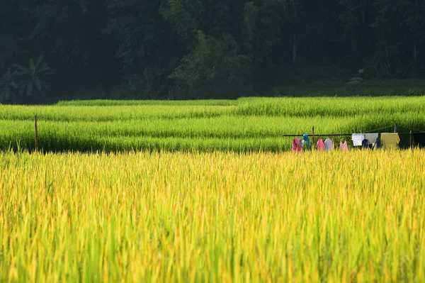 Bir Çeltik Tarlasında Olgunlaşmış Pirince Yakın Plan — Stok fotoğraf