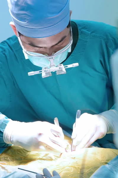 Veterinarian Surgery Operation Room — Stock Photo, Image