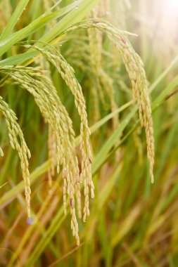 Bir çeltik tarlasında olgunlaşmış pirince yakın plan