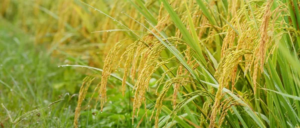 Närbild Mognad Ris Ett Paddyfält — Stockfoto