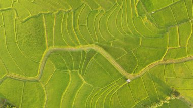 Tayland 'daki güzel pirinç tarlaları.. 
