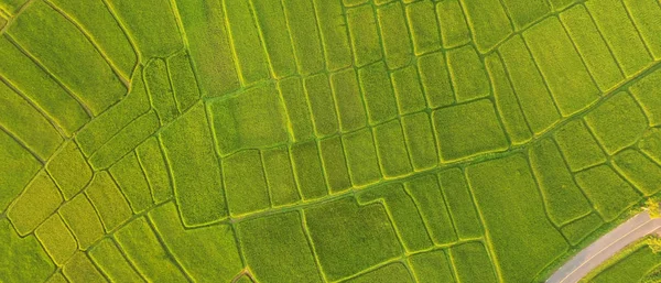 Die Schöne Landschaft Der Reisfelder Thailand — Stockfoto