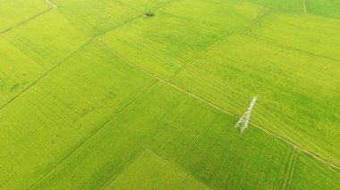 Tayland 'daki güzel pirinç tarlaları.. 