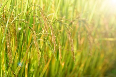 Bir çeltik tarlasında olgunlaşmış pirince yakın plan