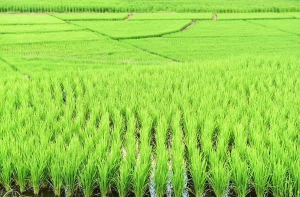 Bir Çeltik Tarlasında Olgunlaşmış Pirince Yakın Plan — Stok fotoğraf