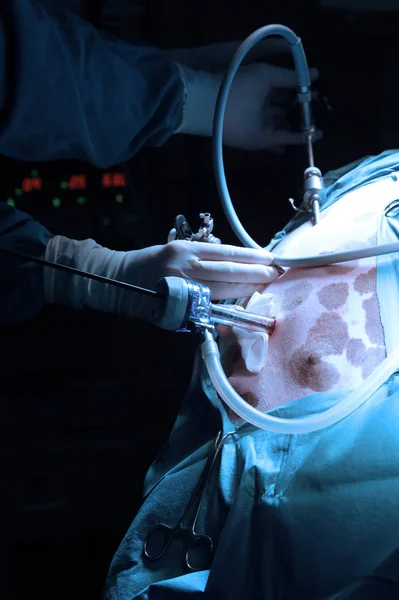 Tierarzt Operationssaal Für Laparoskopische Chirurgische Eingriffe Mit Kunstbeleuchtung Und Blaufilter — Stockfoto