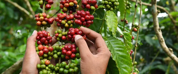 Koffiebonen Rijpen Een Boom — Stockfoto