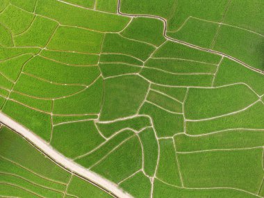 Tayland 'daki güzel pirinç tarlaları.. 