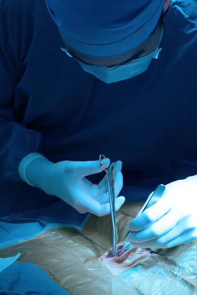 Cirurgia Veterinária Sala Operação Tomar Com Iluminação Arte Filtro Azul — Fotografia de Stock