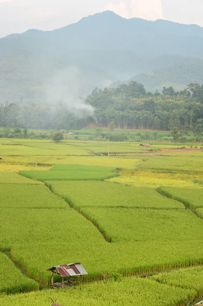 Tayland Daki Güzel Pirinç Tarlaları — Stok fotoğraf