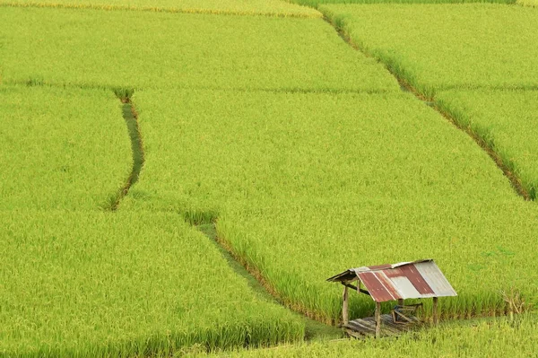 Bela Paisagem Dos Campos Arroz Tailândia — Fotografia de Stock