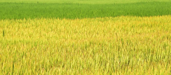 Close Ripening Rice Paddy Field — Stock Photo, Image