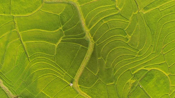 タイの田んぼの美しい風景 — ストック写真