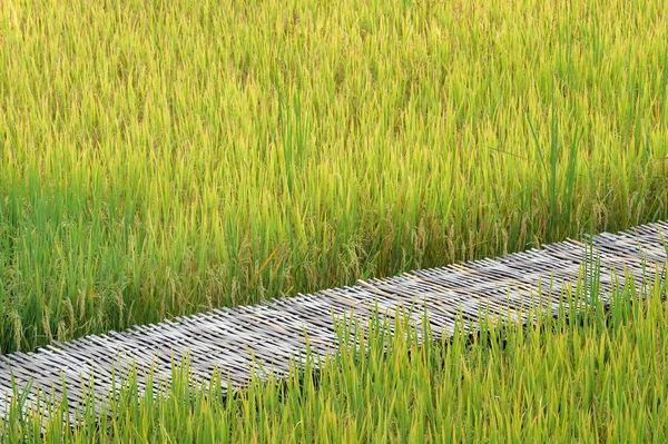 Close Ripening Rice Paddy Field — Stock Photo, Image