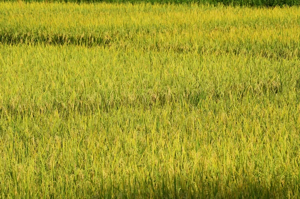 Perto Amadurecer Arroz Campo Arrozal — Fotografia de Stock