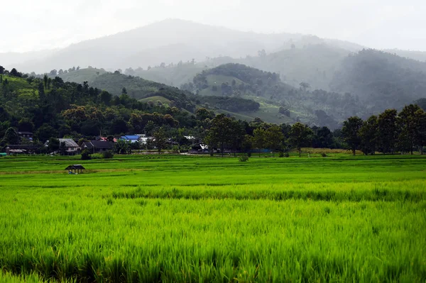 Yeşil Dağ Manzarası Ile Güzel Pirinç Tarlaları — Stok fotoğraf