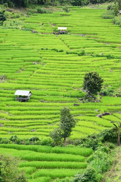 Tayland Daki Güzel Pirinç Tarlaları — Stok fotoğraf