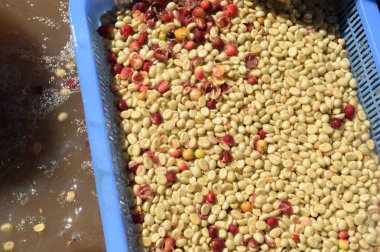 Kahve çekirdekleri, mayalanma ve yıkanma yöntemiyle.