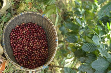 Sepette taze kahve çekirdeği.