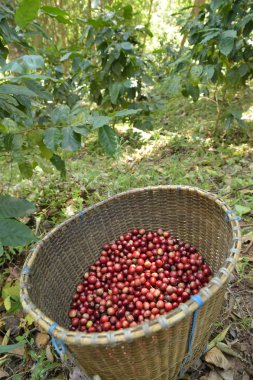 Sepette taze kahve çekirdeği.