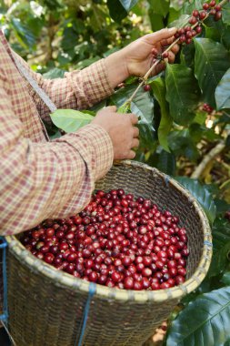 Sepette taze kahve çekirdeği.