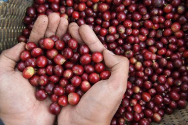  Kırmızı meyveler kahve fasulye tarımcı yandan yakın çekim