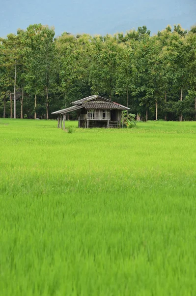Kulübe Yeşil Teraslı Pirinç Alan Kuzey Tayland — Stok fotoğraf