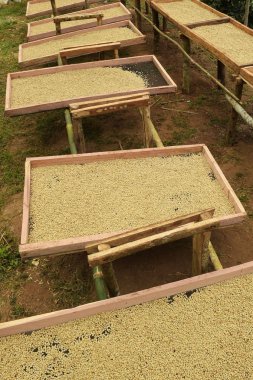 Kahve çekirdekleri kahvenin kavurma önce kurutma için komisyon güneşin altında kurutulmuş