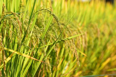 Bir çeltik tarlasında olgunlaşmış pirince yakın plan