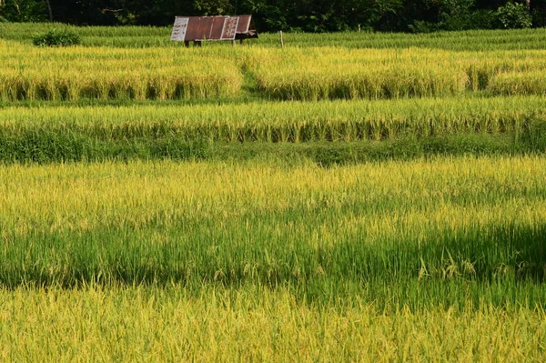 Primer Plano Del Arroz Maduración Arrozal — Foto de Stock